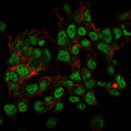 Immunofluorescent testing of PFA-fixed human HepG2 cells with SUMO2/3 antibody (green, clone SPM572) and Phalloidin (red).
