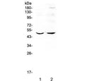 Western blot testing of 1) rat brain and 2) mouse brain lysate with MEF2C antibody at 0.5ug/ml. Predicted molecular weight ~51 kDa.