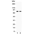 Western blot testing of MFN2 antibody and human samples 1: HeLa; 2: A549. Predicted molecular weight ~86 kDa.