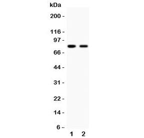 Western blot testing of MFN2 antibody and human samples 1: HeLa; 2: A549. Predicted molecular weight ~86 kDa.