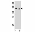 PAX9 antibody western blot analysis in (1) 293 and (2) Jurkat lysate