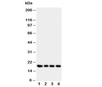 Western blot testing of Interferon gamma antibody and Lane 1: recombinant human protein 10ng; 2: 5ng; 3. 2.5ng; 4: 1.25ng