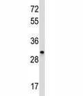 CD27 antibody western blot analysis in Ramos lysate. Predicted molecular weight ~29/45 kDa (unmodified/glycosylated)