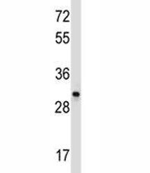 CD27 antibody western blot analysis in Ramos lysate. Predicted molecular weight ~29/45 kDa (unmodified/glycosylated)