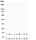Western blot testing of HSP10 antibody and rat samples 1: thymus; 2: brain; 3: ovary; 4: testis; and human samples 5: A431; 6: A549; 7: MCF-7; 8: MM231; 9: HeLa cell lysate. Expected molecular weight: ~10 kDa.