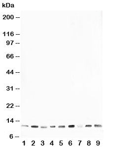 Western blot testing of HSP10 antibody and rat samples 1: thymus; 2: brain; 3: ovary; 4: testis; and human samples 5: A431; 6: A549; 7: MCF-7; 8: MM231; 9: HeLa cell lysate. Expected molecular weight: ~10 kDa.