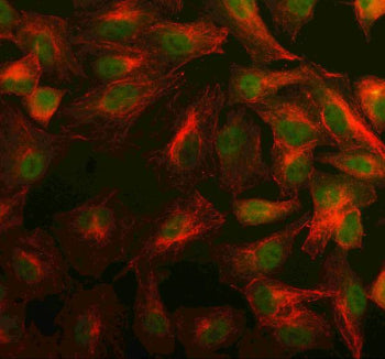 Immunofluorescent staining of PSME4 using anti-PSME4 antibody (green) and anti-Beta Tubulin antibody (red). PSME4 was detected in an immunocytochemical section of cells. Enzyme antigen retrieval was performed using IHC enzyme antigen retrieval reagent for 15 mins. The cells were blocked with 10% goat serum. And then incubated with 5 ug/ml rabbit anti-PSME4 antibody and mouse anti-Beta Tubulin antibody overnight at 4oC.