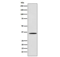 Western blot testing of mouse C2C12 cell lysate with MYOG antibody. Predicted molecular weight ~25 kDa, routinely observed at ~34 kDa.