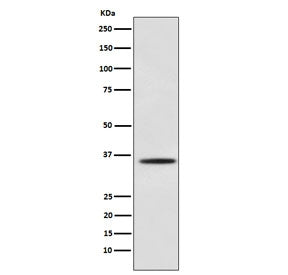 Western blot testing of mouse C2C12 cell lysate with MYOG antibody. Predicted molecular weight ~25 kDa, routinely observed at ~34 kDa.