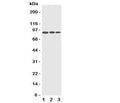 Western blot testing of CDC5L antibody and Lane 1: HeLa; 2: Raji; 3: A549 cell lysate. Predicted/observed size ~88KD