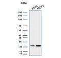 Western blot testing of human A549 and MCF7 cell lysate with recombinant Bax antibody (clone rBAX/962). Predicted molecular weight ~21 kDa.