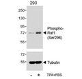 Western blot analysis of lysates from the human HEK293 cell line, untreated or treated with TPA (200nM) + 10% FBS, using phospho-Raf1 antibody (upper) or Tubulin Ab (lower).
