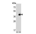 Western blot testing of 1) non-transfected and 2) transfected 293 cell lysate with Fructose-1,6-bisphosphatase 1 antibody.