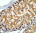 Immunohistochemical staining of SLC6A16 using anti-SLC6A16 antibody. SLC6A16 was detected in a paraffin-embedded section of rat testis tissue. Heat mediated antigen retrieval was performed in EDTA buffer (pH 8.0, epitope retrieval solution). The tissue section was blocked with 10% goat serum. The tissue section was then incubated with 2 ug/ml rabbit anti-SLC6A16 antibody overnight at 4oC. Peroxidase Conjugated Goat Anti-rabbit IgG was used as secondary antibody and incubated for 30 min at 37oC.