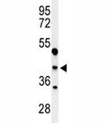 Western blot analysis of MAFA antibody and WiDr lysate. Predicted molecular weight ~37 kDa.