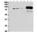 HeLa lysate either in RIPA (lanes 1, 2, 4, 6) or TX100 buffer (lanes 3, 5, 7) overexpressing mouse beta Cstf-64-FLAG immunoprecipitated using beta Cstf-64 (2ug) antibody in lanes 6 & 7 and probed with anti-FLAG [1/1000]. Mock-transfected HeLa in Lane 1.
