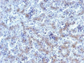 IHC testing of FFPE human fetal liver tissue with Glypican-3 antibody. HIER: steam sections in 10mM Tris with 1mM EDTA, pH 9, for 10-20 min.