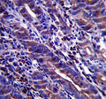 MUC-1 antibody immunohistochemistry analysis in formalin fixed and paraffin embedded human stomach tissue.