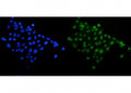 Immunofluorescent staining of FFPE human A431 cells with SIRT1 antibody (green) and DAPI nuclear stain (blue). HIER: steam section in pH6 citrate buffer for 20 min.