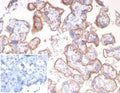 IHC staining of FFPE human placental tissue with Emmprin antibody (clone BSG/7950) at 2ug/ml. Inset: PBS used in place of primary Ab (secondary Ab negative control). HIER: boil tissue sections in pH 9 10mM Tris with 1mM EDTA for 20 min and allow to cool before testing.