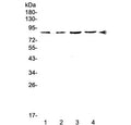 Western blot testing of 1) rat spleen, 2) rat thymus, 3) mouse spleen and 4) mouse thymus lysate with EOMES antibody at 0.5ug/ml. Expected molecular weight: 73-85 kDa.