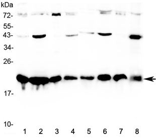 Western blot testing of human 1) HeLa, 2) MCF7, 3) COLO320, 4) HepG2, 5) placenta, 6) A549, 7) SKOV3, and 8) PANC-1 cell lysate with CBX3 antibody at 0.5ug/ml. Predicted molecular weight ~21 kDa.