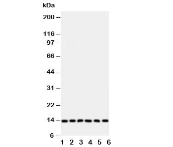 Western blot testing of Glutaredoxin 2 antibody and Lane 1: rat testis; and human samples 2: HeLa; 3: U87; 4: NEU; 5: Jurkat; 6: MCF-7 cell lysate