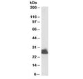 Western blot testing of human liver lysate with Triosephosphate isomerase antibody at 0.003ug/ml. Predicted molecular weight: ~26 kDa.