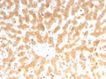 IHC staining of FFPE human liver tissue with Coagulation Factor VII antibody (clone F7/3512). HIER: boil tissue sections in pH 9 10mM Tris with 1mM EDTA for 20 min and allow to cool before testing.