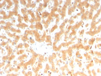 IHC staining of FFPE human liver tissue with Coagulation Factor VII antibody (clone F7/3512). HIER: boil tissue sections in pH 9 10mM Tris with 1mM EDTA for 20 min and allow to cool before testing.