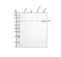 Western blot analysis of REPS2 using anti-REPS2 antibody. Electrophoresis was performed on a 10% SDS-PAGE gel at 80V (Stacking gel) / 120V (Resolving gel) for 2 hours. Lane 1: rat brain tissue lysates, Lane 2: rat NRK whole cell lysates, Lane 3: mouse brain tissue lysates, Lane 4: mouse NIH/3T3 whole cell lysates. After electrophoresis, proteins were transferred to a nitrocellulose membrane at 150 mA for 50-90 min. Blocked the membrane with 5% non-fat milk/TBS for 1.5 hour at RT.