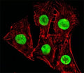 Fluorescent image of C2C12cells stained with Hmga2 antibody at 1:25 dilution. An Alexa Fluor 488-conjugated goat anti-rabbit lgG was used as the secondary Ab (green). Cytoplasmic actin was counterstained with Alexa Fluor 555 conjugated with Phalloidin (red).