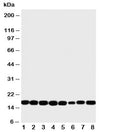 Western blot testing of rat lysate samples: 1) heart, 2) brain, 3) liver, 4) skeletal muscle and human lysate samples: 5) PANC-1, 6) HeLa, 7) SK-OV-3 and 8) COLO320. Predicted molecular weight ~17 kDa.