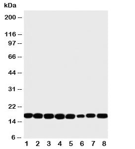 Western blot testing of rat lysate samples: 1) heart, 2) brain, 3) liver, 4) skeletal muscle and human lysate samples: 5) PANC-1, 6) HeLa, 7) SK-OV-3 and 8) COLO320. Predicted molecular weight ~17 kDa.