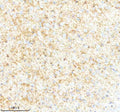 IHC analysis of SYNPR using anti-SYNPR antibody. SYNPR was detected in a paraffin-embedded section of mouse brain tissue. Heat mediated antigen retrieval was performed in EDTA buffer (pH 8.0, epitope retrieval solution). The tissue section was blocked with 10% goat serum. The tissue section was then incubated with 2 ug/ml rabbit anti-SYNPR antibody overnight at 4oC. Peroxidase Conjugated Goat Anti-rabbit IgG was used as secondary antibody and incubated for 30 min at 37oC.