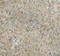 IHC staining of FFPE rat brain tissue with Neuropeptide S antibody. HIER: boil tissue sections in pH8 EDTA for 20 min and allow to cool before testing.