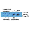 Dot blot of Lambda DNA with and without m6A, using recombinant m6A antibody (clone RM362). The membrane was pre-spotted with 5, and 0.5 ng/dot of lambda DNA. m6A-free DNA was isolated from bacteriophage lambda grown in an E. coli host-deficient in adenine methylase (dam-).