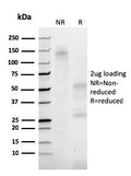 SDS-PAGE analysis of purified, BSA-free Alpha II Spectrin antibody (clone SPTAN1/3374) as confirmation of integrity and purity.