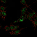 Immunofluorescent staining of PFA-fixed U87 cells using TRIM27 antibody (green, clone PCRP-TRIM27-1B3) and phalloidin (red).