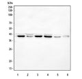 Western blot testing of SPARC antibody and HeLa cell lysate. Expected molecular weight: 35-43 kDa depending on glycosylation level.