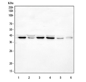 Western blot testing of SPARC antibody and HeLa cell lysate. Expected molecular weight: 35-43 kDa depending on glycosylation level.