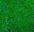 Immunofluorescent staining of FFPE mouse brain tissue with Alpha Internexin antibody (green) and DAPI nuclear stain (blue). HIER: steam section in pH8 EDTA buffer for 20 min.