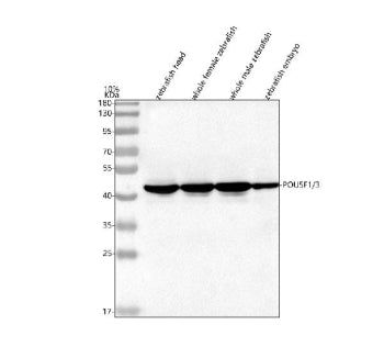 Western blot analysis of Pou5f1/3 protein using Zebrafish Pou5f1 antibody and 1) zebrafish head, 2) whole female zebrafish, 3) whole male zebrafish and 4) zebrafish embryo tissue lysate. Predicted molecular weight ~51 kDa.