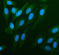 Immunofluorescent staining of PDLIM4 using anti-PDLIM4 antibody (green). PDLIM4 was detected in an immunocytochemical section of U2OS cells. Enzyme antigen retrieval was performed using IHC enzyme antigen retrieval reagent for 15 mins. The cells were blocked with 10% goat serum. And then incubated with 5 ug/ml rabbit anti-PDLIM4 antibody overnight at 4oC. DyLight 488 Conjugated Goat Anti-Rabbit IgG was used as secondary antibody at 1:500 dilution and incubated for 30 min at 37oC.