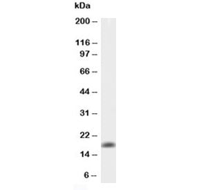 Western blot testing of 0.5ng/lane of mouse TNFa recombinant protein with mouse TNF alpha antibody at 0.5ug/ml.