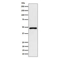 Western blot testing of human HepG2 cell lysate with recombinant PAH antibody. Predicted molecular weight ~52 kDa.