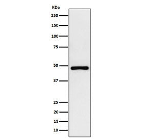 Western blot testing of human HepG2 cell lysate with recombinant PAH antibody. Predicted molecular weight ~52 kDa.