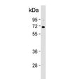Western blot testing of human K562 cell lysate with KLF11 antibody. Expected molecular weight: 55-65 kDa.
