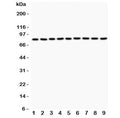 Western blot testing of 1) rat brain, 2) rat heart, 3) rat thymus, 4) rat RH35, 5) human HeLa, 6) human COLO-320, 7) human HepG2, 8) mouse HEPA1-6 and 9) human MCF7 cell lysate with Plakoglobin antibody. Expected molecular weight: ~86 kDa.