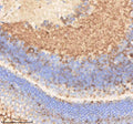 IHC staining of zebrafish Pard3aa protein using Zebrafish Pard3aa antibody, HRP-labeled secondary and DAB substrate. Pard3aa was detected in a paraffin-embedded section of zebrafish eye tissue. HIER: boil tissue sections in pH8 EDTA for 20 min and allow to cool before testing.